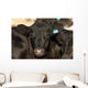 Black Angus Cow Wall Decal