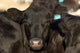 Black Angus Cow Wall Decal