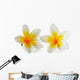 Frangipani Flower White Wall Decal