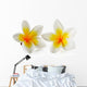 Frangipani Flower White Wall Decal