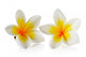 Frangipani Flower White
