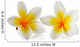 Frangipani Flower White Wall Decal