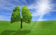 Tree in shape of lungs Wall Decal
