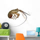 Spiny lobster - Palinuridae Wall Decal