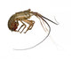 Spiny lobster - Palinuridae Wall Decal