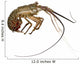 Spiny lobster - Palinuridae Wall Decal
