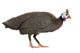 Guinea Fowl Bird Wall Decal