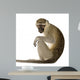 Vervet Monkey Chlorocebus Pygerythrus Wall Decal