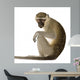 Vervet Monkey Chlorocebus Pygerythrus Wall Decal