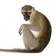 Vervet Monkey Chlorocebus Pygerythrus