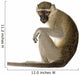 Vervet Monkey Chlorocebus Pygerythrus Wall Decal