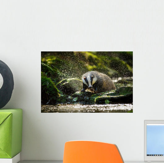 European badger Wall Decal