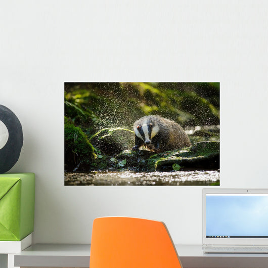 European badger Wall Decal