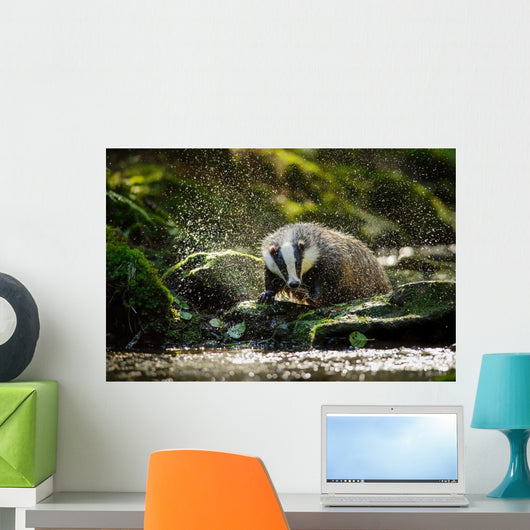 European badger Wall Decal