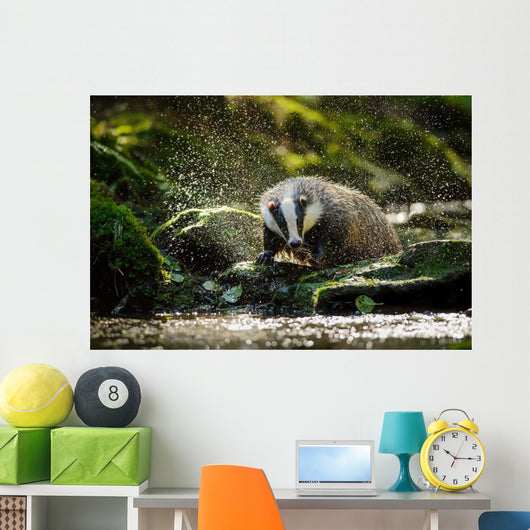 European badger Wall Decal