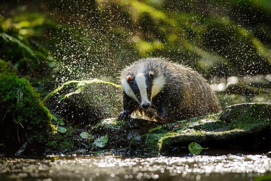 European badger Wall Decal