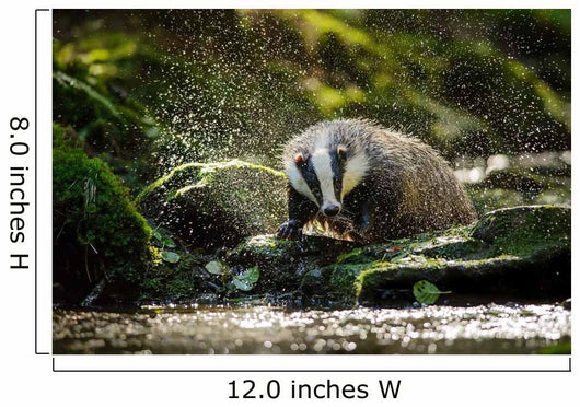 European badger Wall Decal