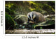 European badger Wall Decal