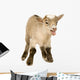 Farm Decals - Pygmy Goat Kit Wall Decal
