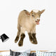 Farm Decals - Pygmy Goat Kit Wall Decal