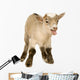 Farm Decals - Pygmy Goat Kit Wall Decal