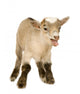 Farm Decals - Pygmy Goat Kit Wall Decal