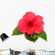 Pink Hibiscus with Leaves Wall Decal