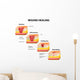 wound healing diagram Wall Decal