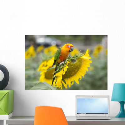Fields Sunflowers and Parrot Wall Decal shown on a wall