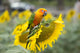 Fields Sunflowers and Parrot
