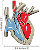 Human Heart Anatomy Wall Decal