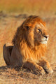 Male lion in Masai Mara Wall Decal