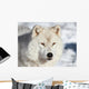 Artic Wolf Wall Decal