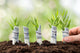 Person Planting Money Plants Wall Decal