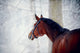 Portrait of a sports horse in the winter. Wall Decal