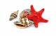 Seashells and Starfish Wall Decal