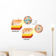 Skin Aging Diagram Wall Decal