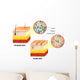 Skin Aging Diagram Wall Decal