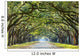 Country Road Lined with Wall Decal