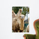 Camel Wall Decal