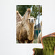 Camel Wall Decal