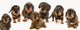 Seven wirehaired dachshund dogs Wall Decal