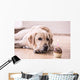 Birthday Labrador Retriever Wall Decal