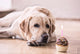 Birthday Labrador Retriever Wall Decal