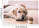 Birthday Labrador Retriever Wall Decal