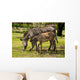 Zebras Zoo Wall Decal