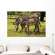 Zebras Zoo Wall Decal