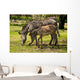 Zebras Zoo Wall Decal