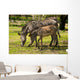 Zebras Zoo Wall Decal