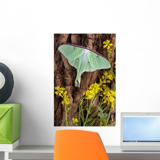 Luna Moth Tree Wall Decal